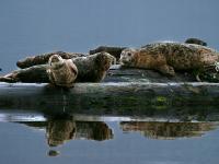 seals on breakwater at Knight Inlet Lodge