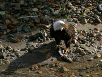 eagle eating salmon