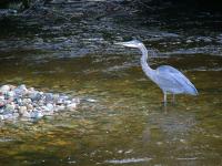 blue heron