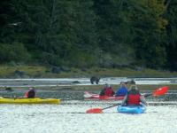 kayaks watching grizzly bear