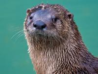 river otter